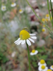 Taylorilygus apicalis