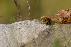 Pelophylax kurtmuelleri