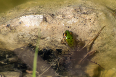 Pelophylax kurtmuelleri