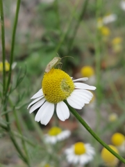 Taylorilygus apicalis