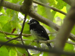 Sporophila corvina
