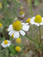 Taylorilygus apicalis