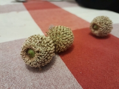 Quercus coccifera