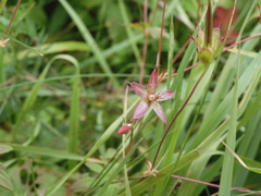 Geranium palustre