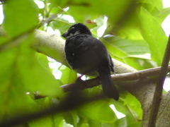 Sporophila corvina