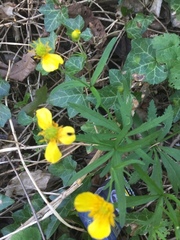 Ranunculus tuberosus