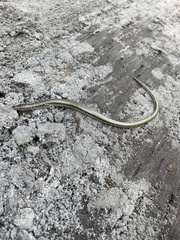 Ophisaurus ventralis