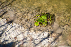 Pelophylax kurtmuelleri