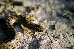 Dolichophis jugularis