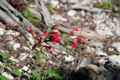 Salvia roemeriana