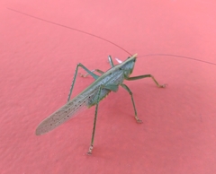 Phoxacris melanosticta