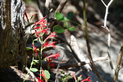 Salvia roemeriana
