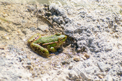 Pelophylax kurtmuelleri