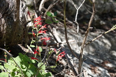 Salvia roemeriana
