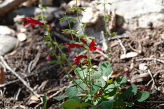 Salvia roemeriana