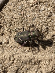 Cicindela purpurea