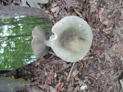 Russula virescens