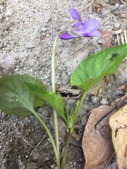 Viola reichenbachiana