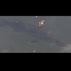 Centropomus undecimalis