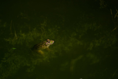 Pelophylax kurtmuelleri