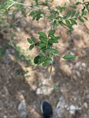 Vaccinium elliottii