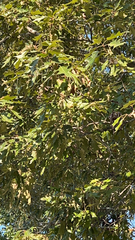 Quercus falcata