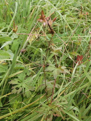 Geranium palustre