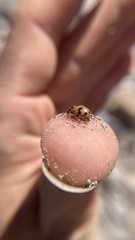 Hippodamia caseyi