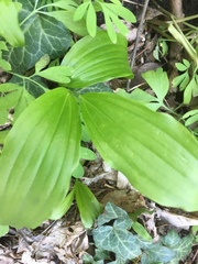 Polygonatum multiflorum
