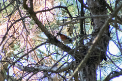Dendrocopos syriacus