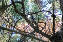 Dendrocopos syriacus