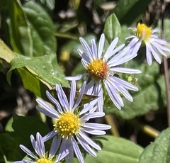 Symphyotrichum shortii