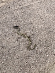 Crotalus molossus molossus