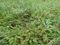 Geranium palustre