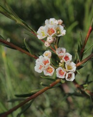 Diosma hirsuta