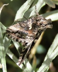 Autographa