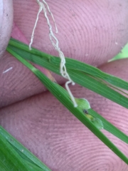 Dichanthelium depauperatum