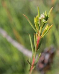Diosma hirsuta