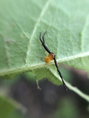 Misumenoides formosipes