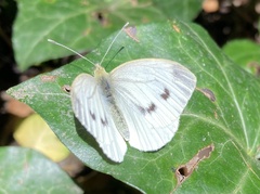 Pieris napi