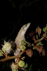 Anolis ustus