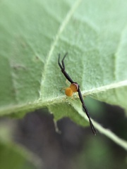 Misumenoides formosipes