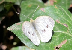 Pieris napi
