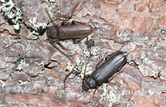 Arhopalus rusticus