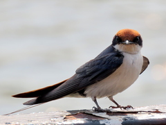 Hirundo smithii