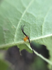 Misumenoides formosipes