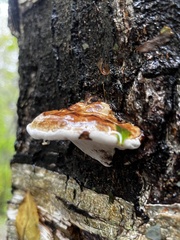 Rhodofomes cajanderi