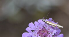 Pleurota aristella