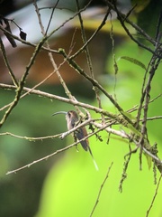 Phaethornis longirostris