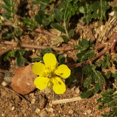 Tribulus terrestris